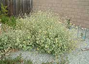 Indian Mallow