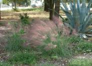 Pink Muhly Regal Mist