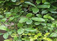 Creeping Fig