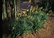 Yellow Stalked Bulbine