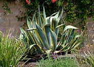 Variegated Century Plant