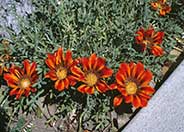 Copper King Gazania