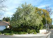 Flowering or Evergreen Pear