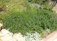 Australian Bluebell Creeper