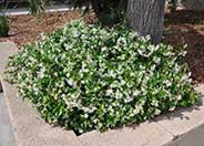 Star Jasmine, Maile Haole