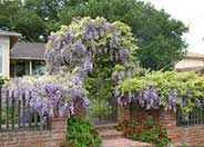 Wisteria