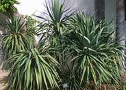 Spineless Yucca