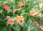 Scarlet Trumpet Vine