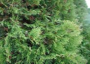 Oriental Arborvitae